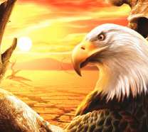 Белоголовый орел в пустыне