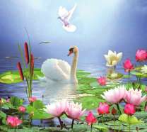 Белый лебедь на озере с лотосами