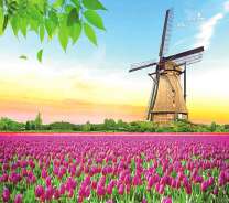 Поле тюльпанов и мельница