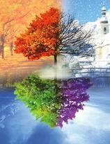 Времена года на одном дереве