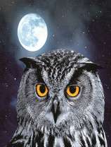 Филин и полная луна
