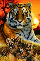 Тигр и его малыши на закате дня