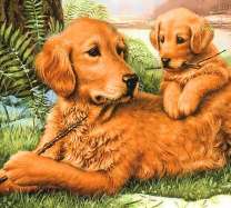 Собака и ее щенок играют палками