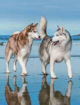 Хаски на бергу моря