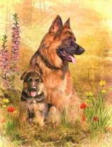 Овчарка с щенком отдыхают в цветах