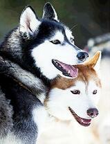 Пара молодых хаски на прогулке