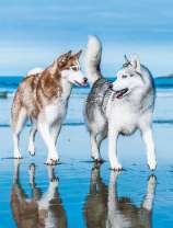 Красивые хаски на льду