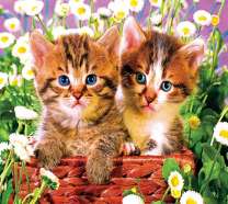 Два котёнка и маленькие ромашки