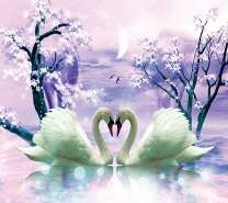 Лебеди под луной на озере и сакура