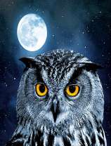 Мудрая сова под полной луной