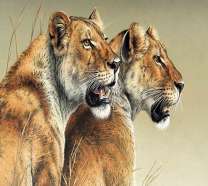 Пара львиц на охоте