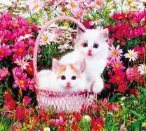 Два котёнка на цветущей лужайке