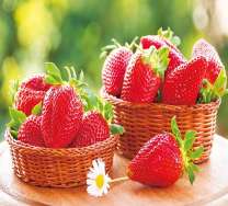 Крупные ягоды клубники