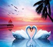 Розовое небо над лебедями на озере