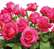 Свежий букет роз