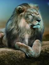 Большой сильный лев