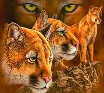 Стая красивых пум