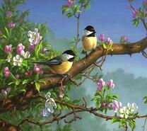 Две синицы на цветущей яблоне