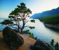 Сосна. Байкал