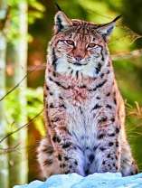 Пушистая рысь на снегу