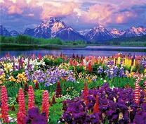 Цветущий луг у озера в предгорьях