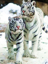 Большие белые тигры