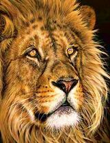 Красивый портрет взрослого льва