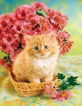 Рыжий котенок и нежные хризантемы