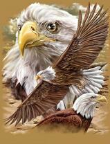 Гордый и сильный белоголовый орлан