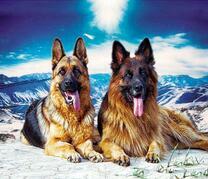 Две овчарки на горе под солнцем