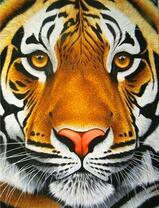 Молодой и красивый тигр крупным планом