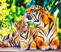 Тигрица моет милого тигренка