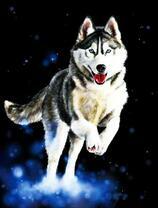 Бегущий хаски