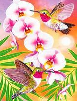 Орхидея и пара милых колибри