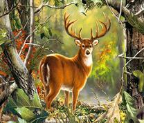 Красивый большерогий олень в осеннем лесу