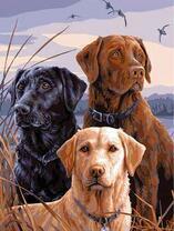 Три лабрадора на охоте у озера