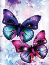 Две бабочки с яркими крыльями