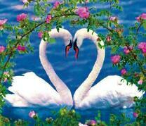 Влюбленные лебеди под аркой из роз
