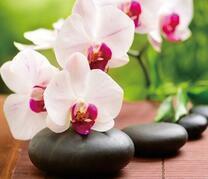 Нежная веточка орхидеи на гладких камнях