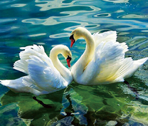 Два красивых лебедя на озере