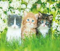 Три разноцветных котёнка в черемухе