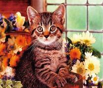Серый котенок и букеты цветов
