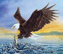 Орлан ловит рыбу в реке