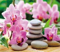 Красивые орхидеи и сад камней