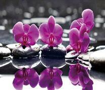 Орхидеи на камнях и их отражение в озере