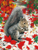 Серая белочка среди осенних листьев