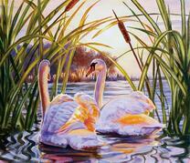 Белые лебеди в сочных солнечных лучах