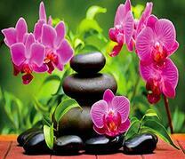 Камни и орхидеи