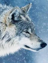 Хитрый серый волк