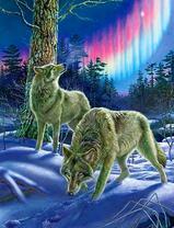 Серые волки в лесу